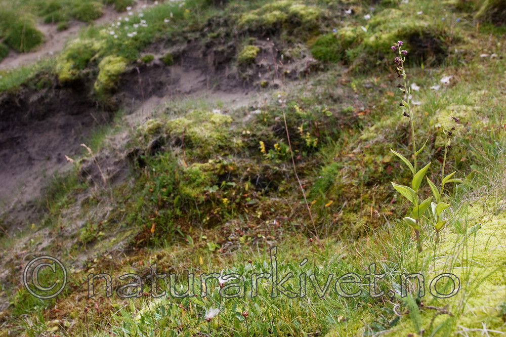 KA_07_1_1500 / Epipactis atrorubens / Rødflangre