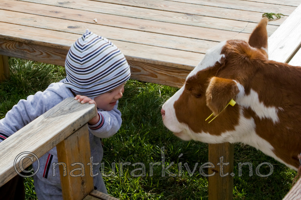 KA_07_1_1539 / Bos taurus / Storfe