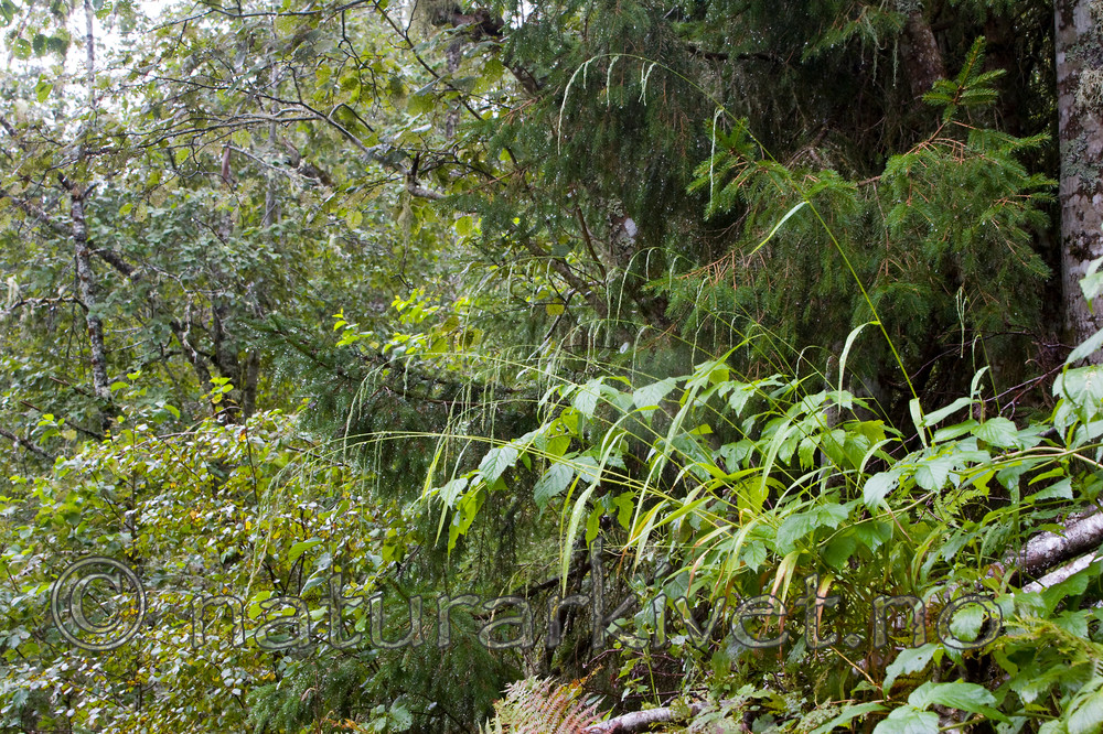 KA_07_1_1600 / Cinna latifolia / Huldregras