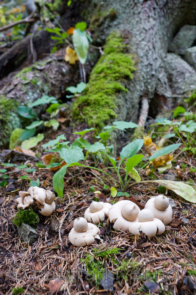 KA_07_1_1780 / Geastrum fimbriatum / Brun jordstjerne