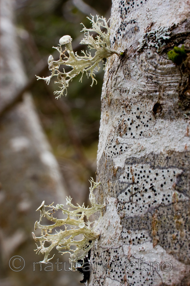 KA_07_1_1810 / Ramalina sinensis / Flatragg