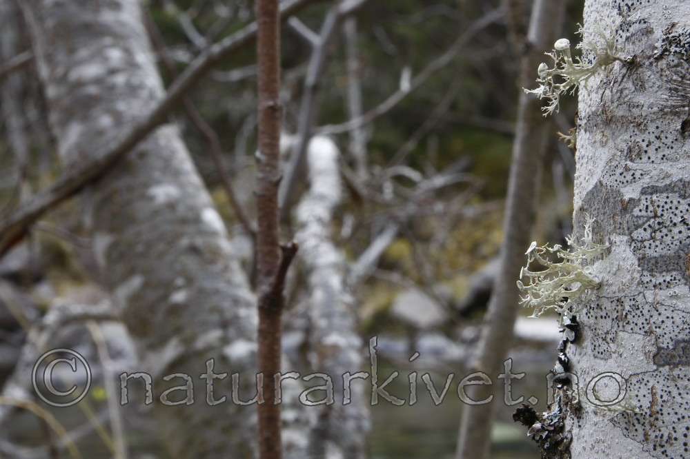KA_07_1_1812 / Ramalina sinensis / Flatragg