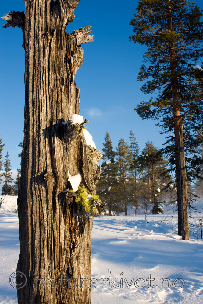 KA_08_1_0045 / Letharia vulpina / Ulvelav