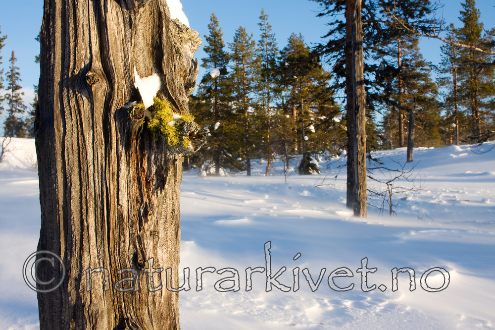 KA_08_1_0047 / Letharia vulpina / Ulvelav