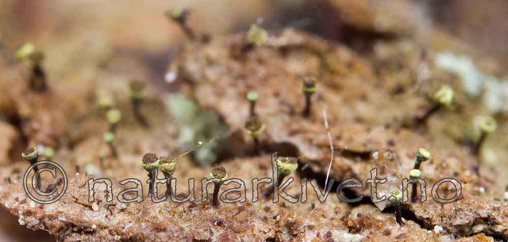 KA_08_1_0281 / Chaenotheca hispidula / Smalhodenål