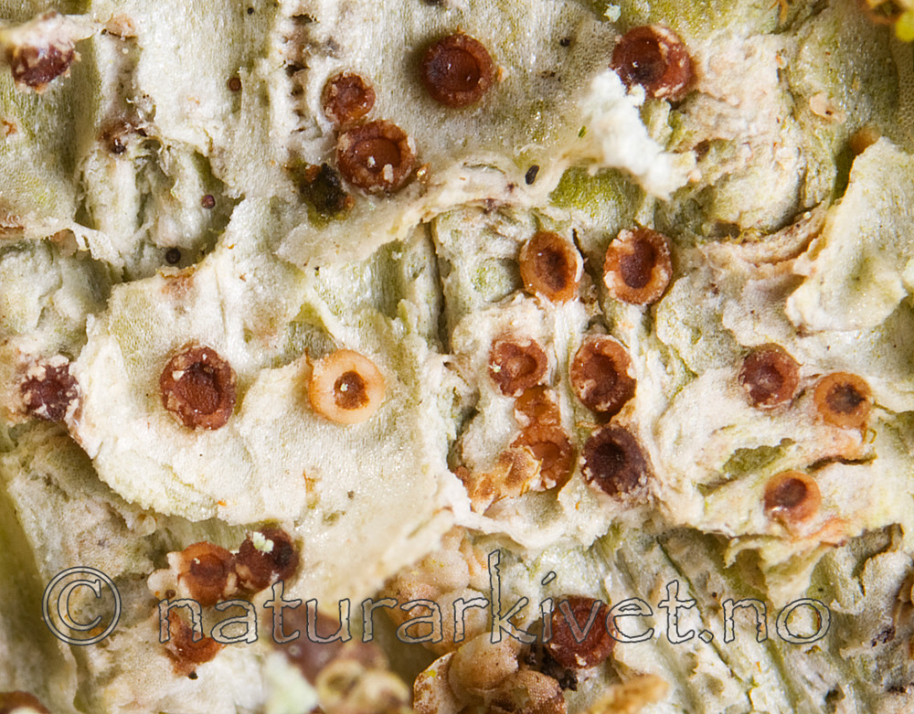 KA_08_1_0290 / Pachyphiale carneola