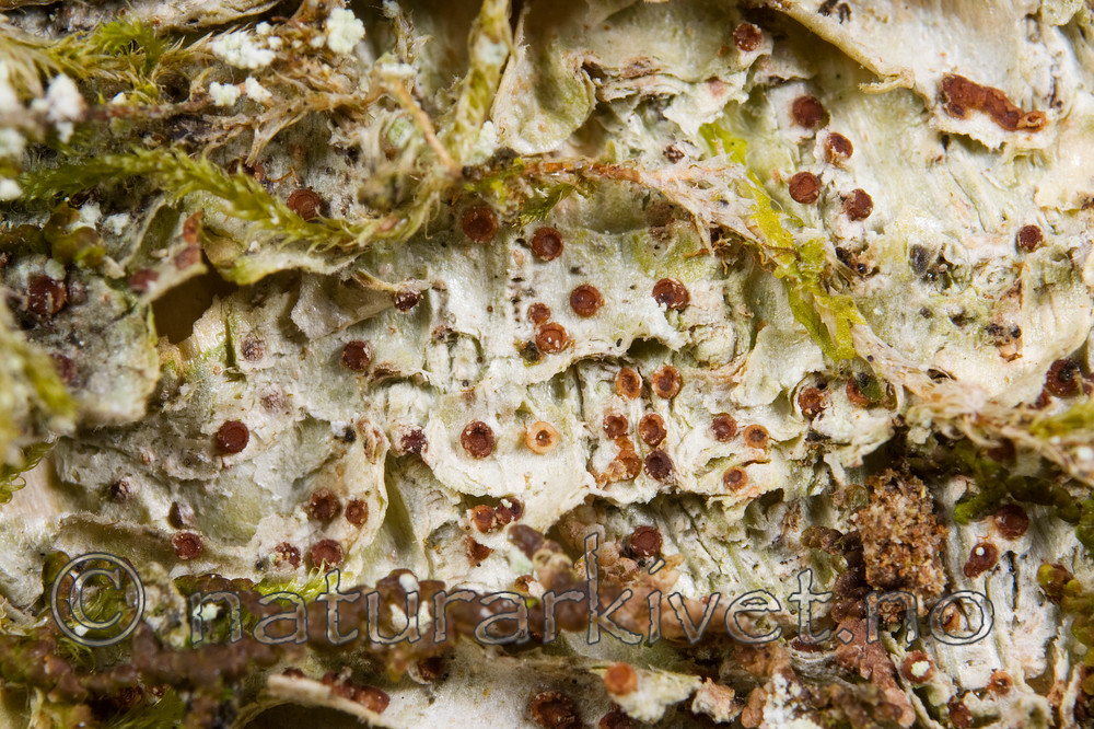 KA_08_1_0291 / Pachyphiale carneola