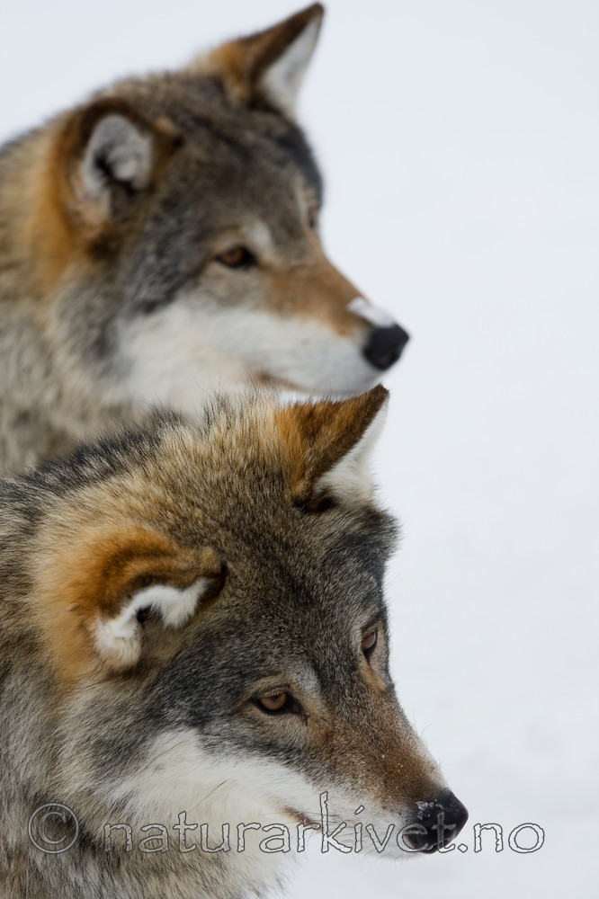 KA_08_1_0335 / Canis lupus / Ulv