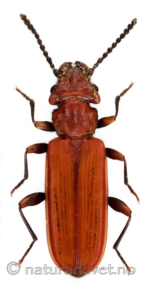 KA_08_1_0405 / Cucujus cinnaberinus / Sinoberbille