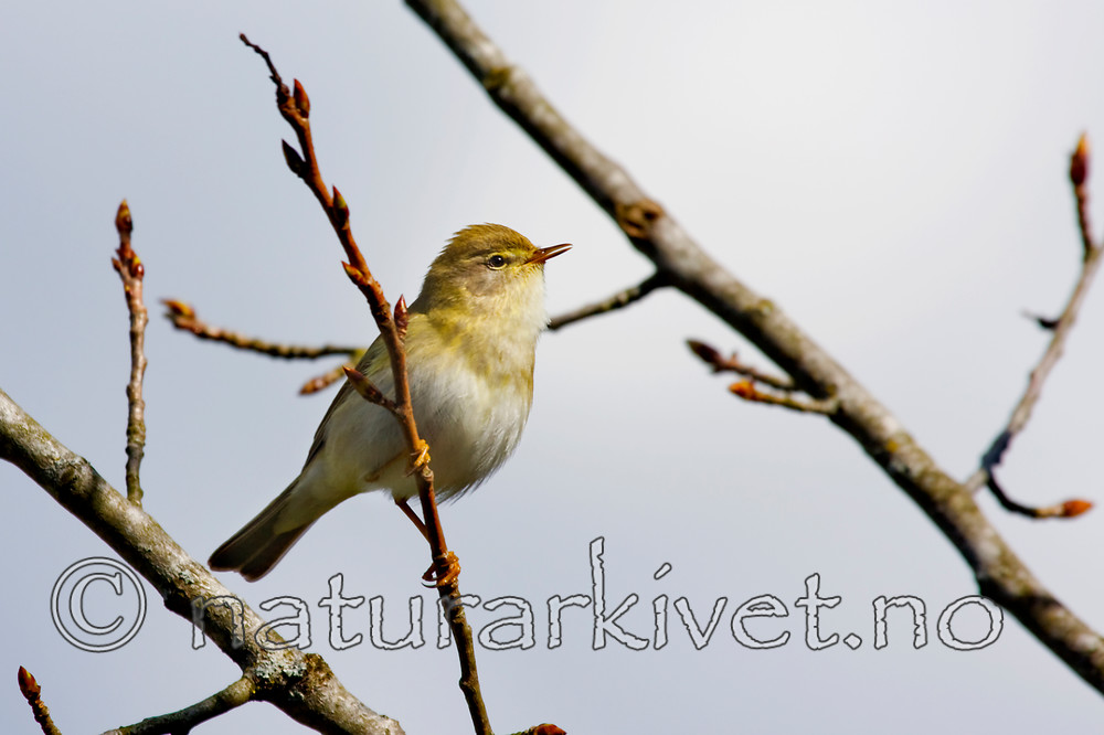 KA_08_1_0731 / Phylloscopus trochilus / Løvsanger