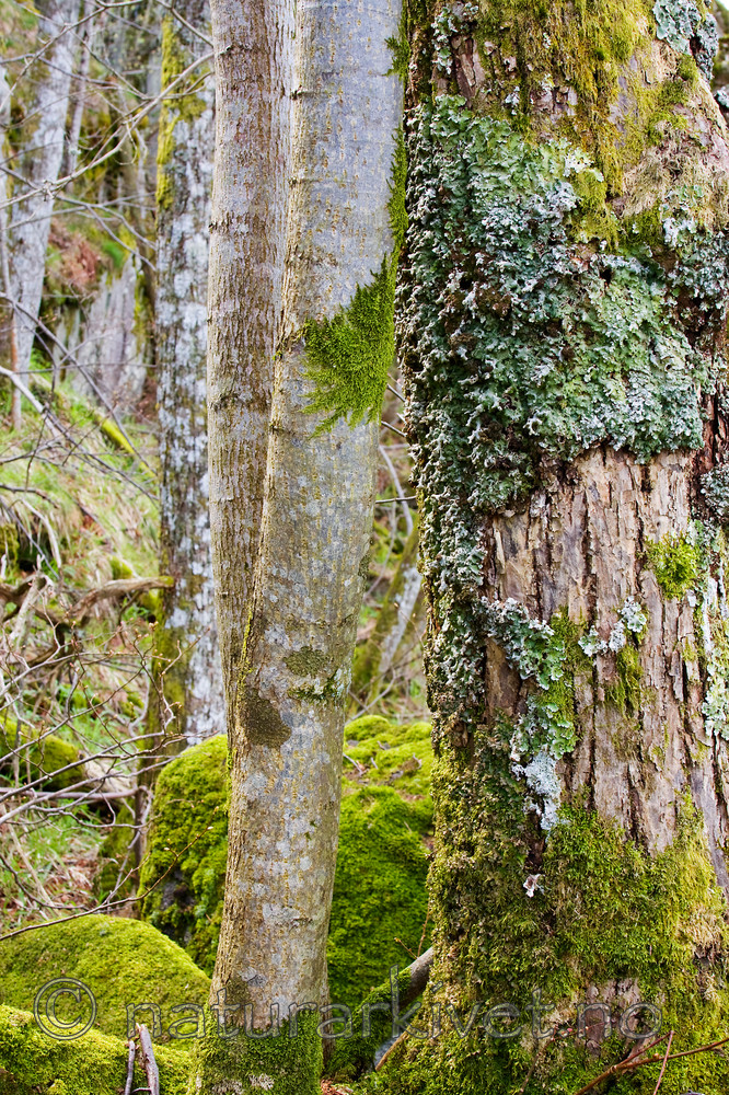KA_08_1_0737 / Lobaria amplissima / Sølvnever <br /> Ulmus glabra / Alm