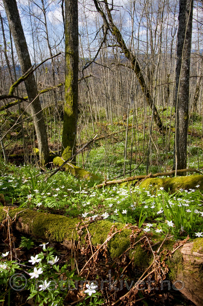 KA_08_1_0751 / Anemone nemorosa / Hvitveis