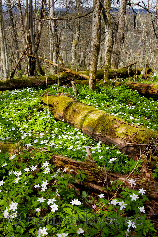KA_08_1_0756 / Anemone nemorosa / Hvitveis