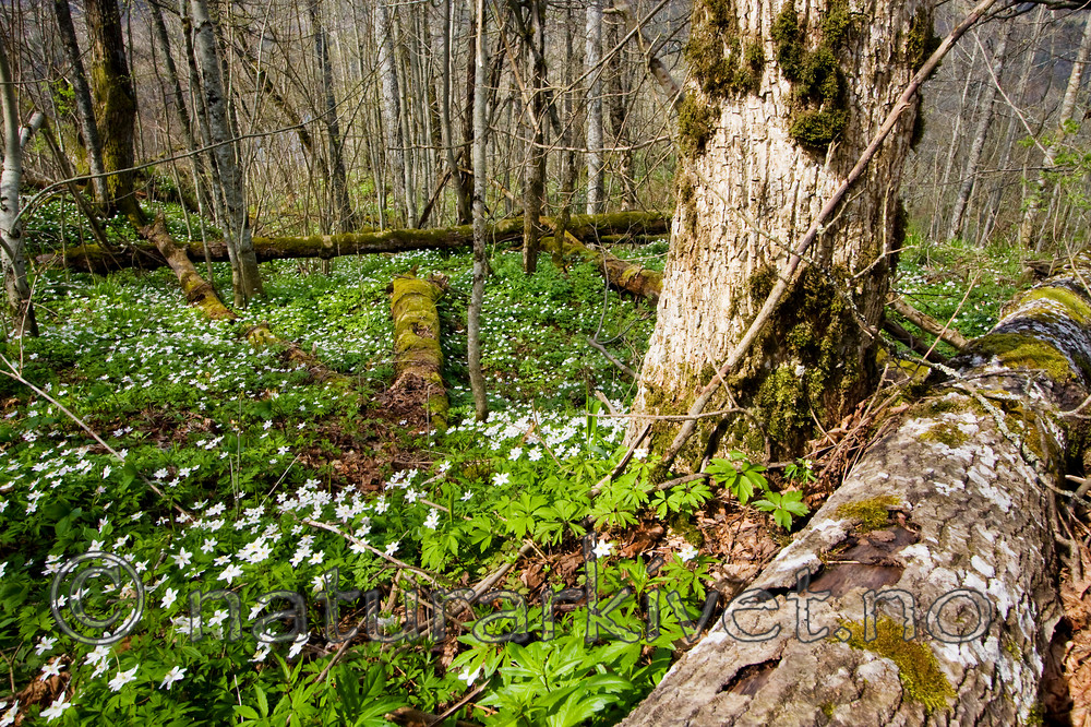 KA_08_1_0757 / Anemone nemorosa / Hvitveis
