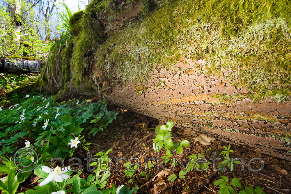 KA_08_1_0760 / Xylobolus frustulatus / Ruteskorpe