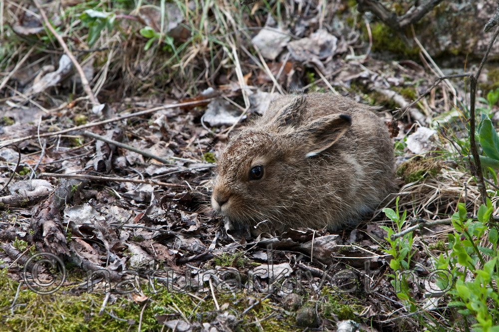 KA_08_1_0836 / Lepus timidus / Hare