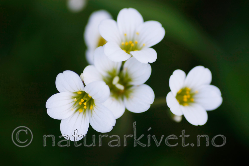 KA_08_1_1040_w / Saxifraga granulata / Nyresildre
