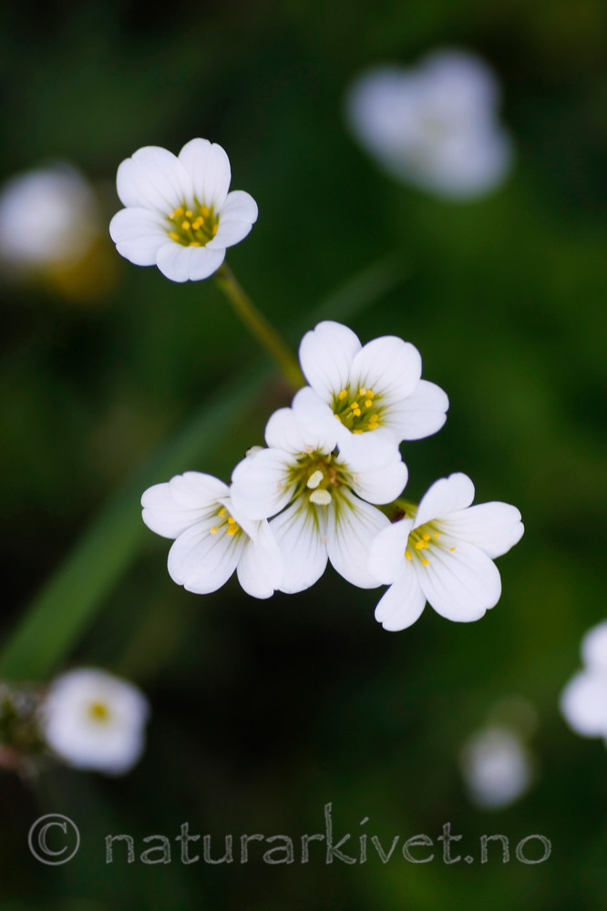 KA_08_1_1043_w / Saxifraga granulata / Nyresildre