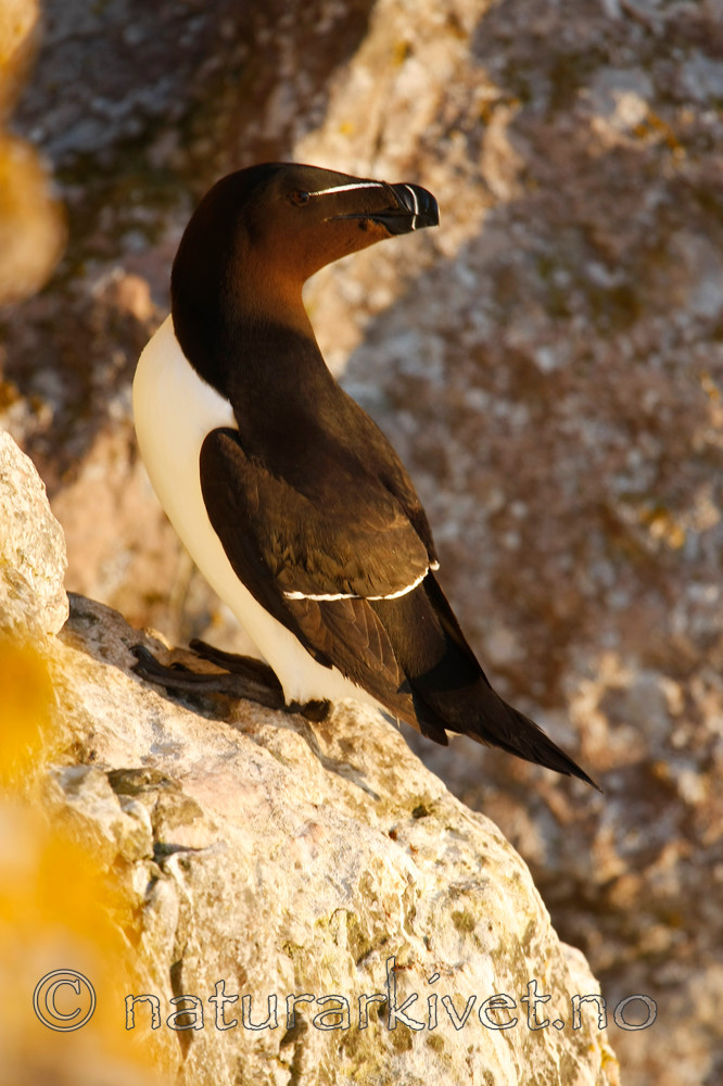 KA_08_1_1072_w / Alca torda / Alke