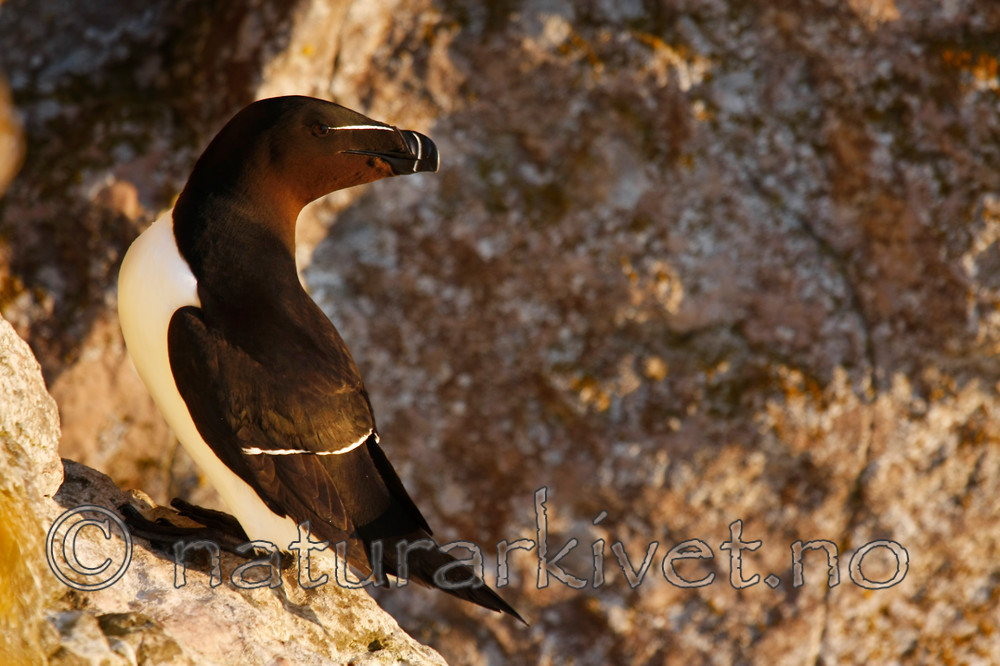 KA_08_1_1077_w / Alca torda / Alke