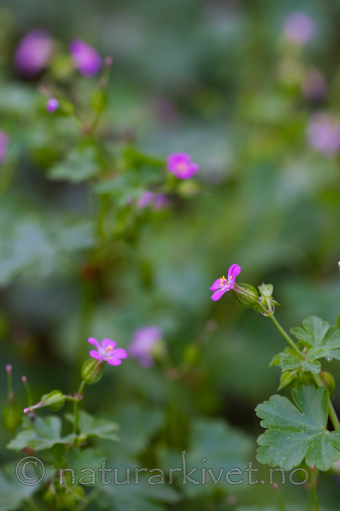 KA_08_1_1100 / Geranium lucidum / Blankstorkenebb