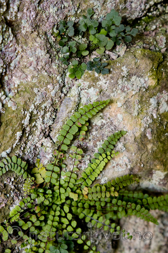 KA_08_1_1179 / Asplenium ruta-muraria / Murburkne <br /> Asplenium trichomanes / Svartburkne