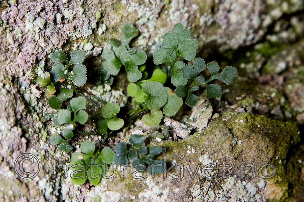 KA_08_1_1180 / Asplenium ruta-muraria / Murburkne