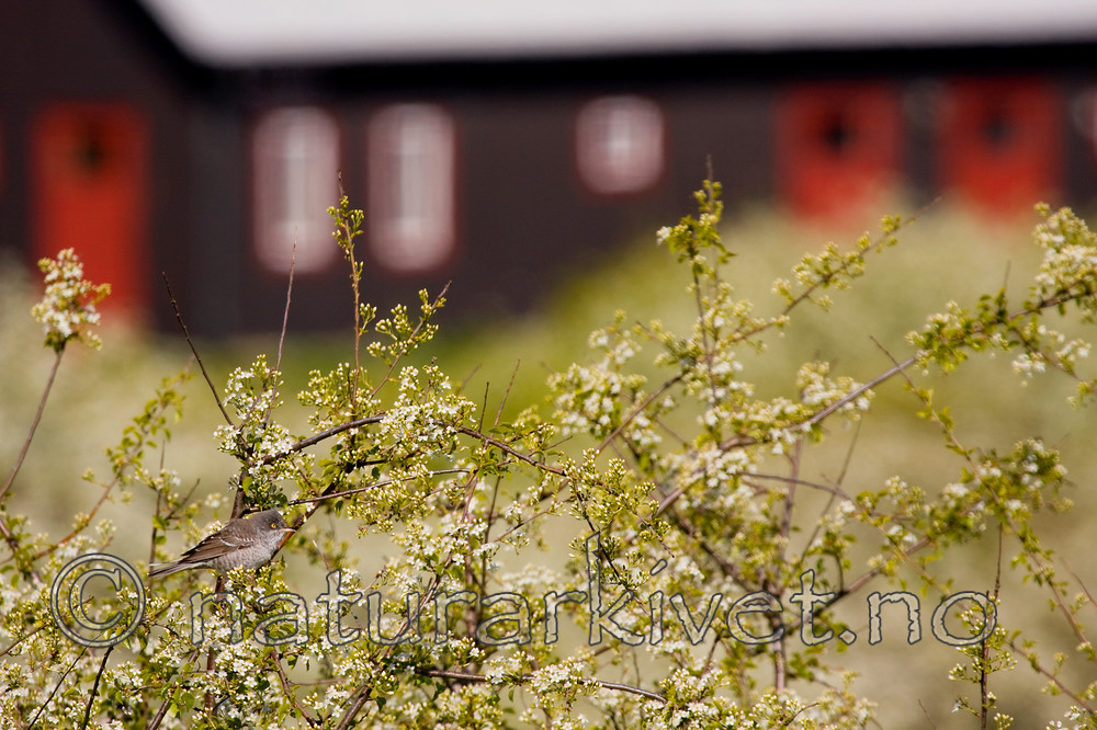 KA_08_1_1216 / Sylvia nisoria / Hauksanger