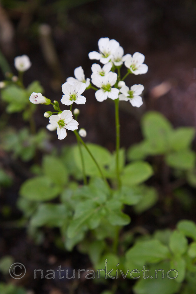 KA_08_1_1267 / Cardamine amara / Bekkekarse