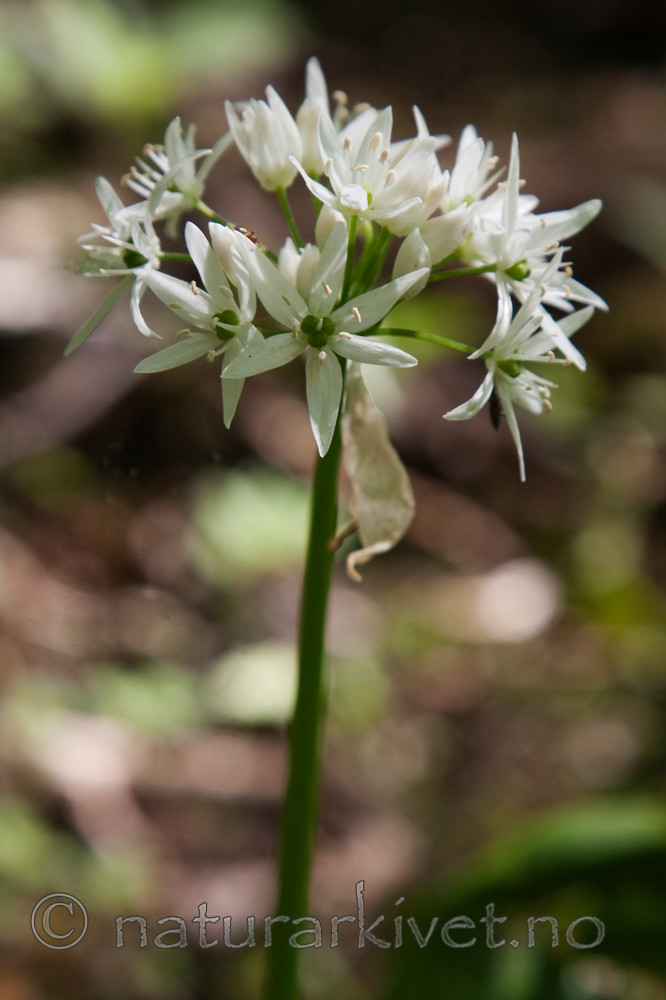KA_08_1_1269 / Allium ursinum / Ramsløk