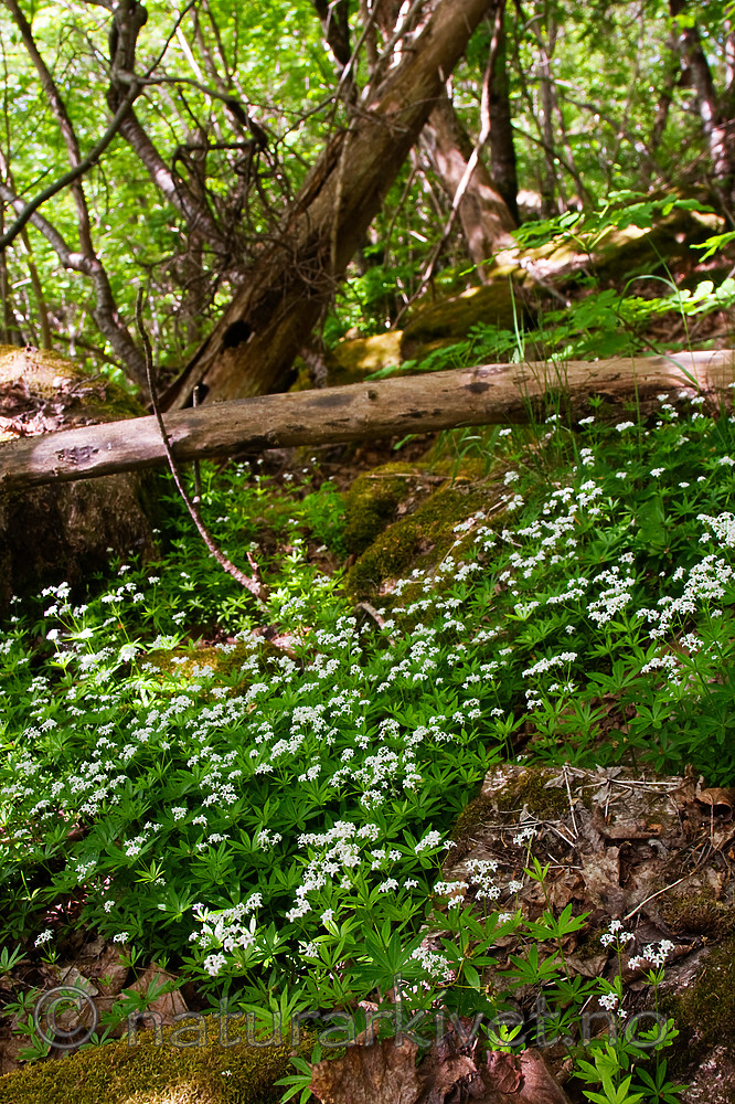 KA_08_1_1299 / Galium odoratum / Myske