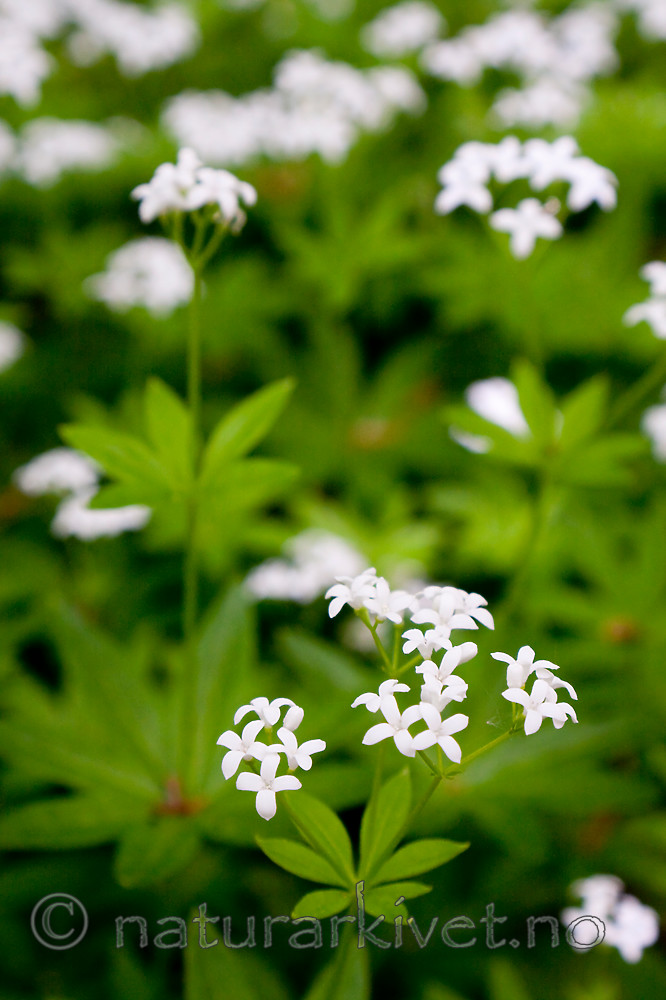 KA_08_1_1300 / Galium odoratum / Myske