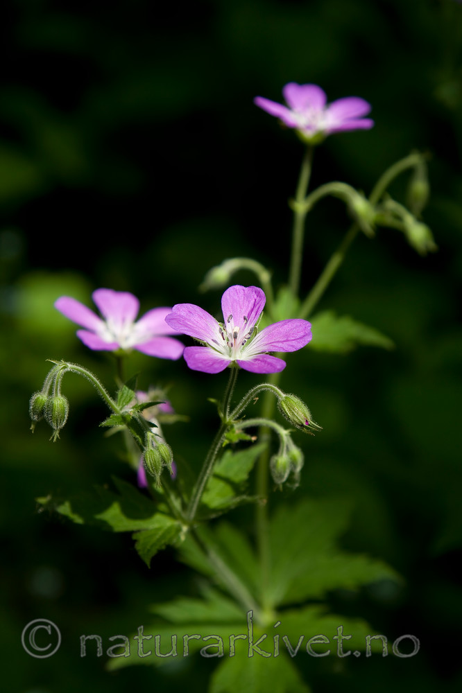 KA_08_1_1353 / Geranium sylvaticum / Skogstorkenebb