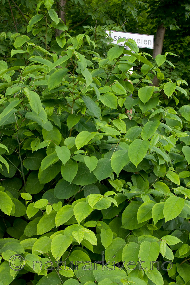 KA_08_1_1375 / Reynoutria japonica / Parkslirekne