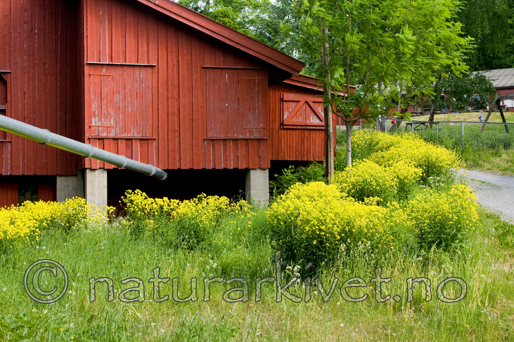 KA_08_1_1379 / Bunias orientalis / Russekål