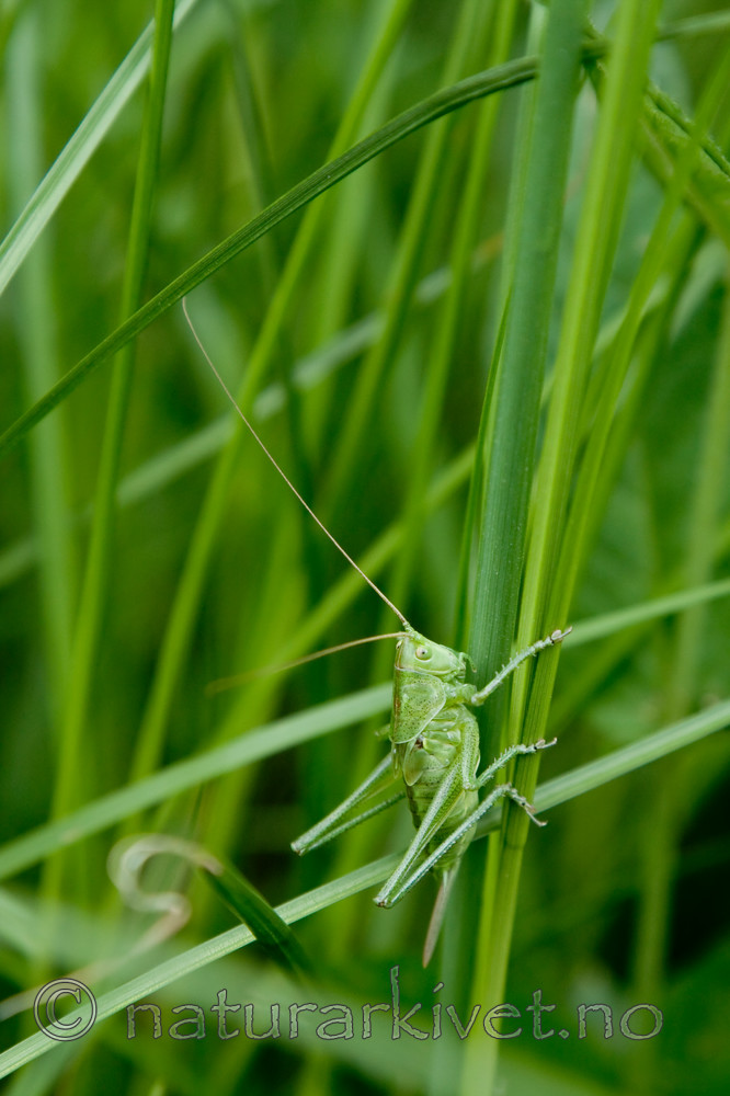 KA_08_1_1405 / Conocephalus dorsalis / Sivgresshoppe