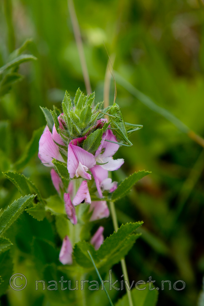 KA_08_1_1408 / Conocephalus dorsalis / Sivgresshoppe <br /> Ononis arvensis / Bukkebeinurt