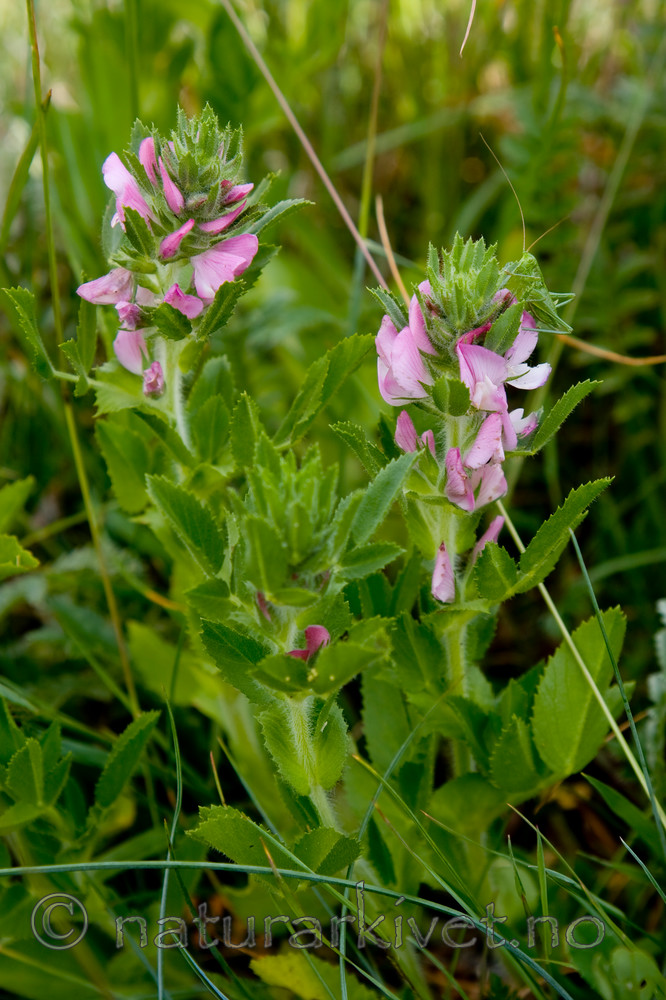 KA_08_1_1409 / Conocephalus dorsalis / Sivgresshoppe <br /> Ononis arvensis / Bukkebeinurt