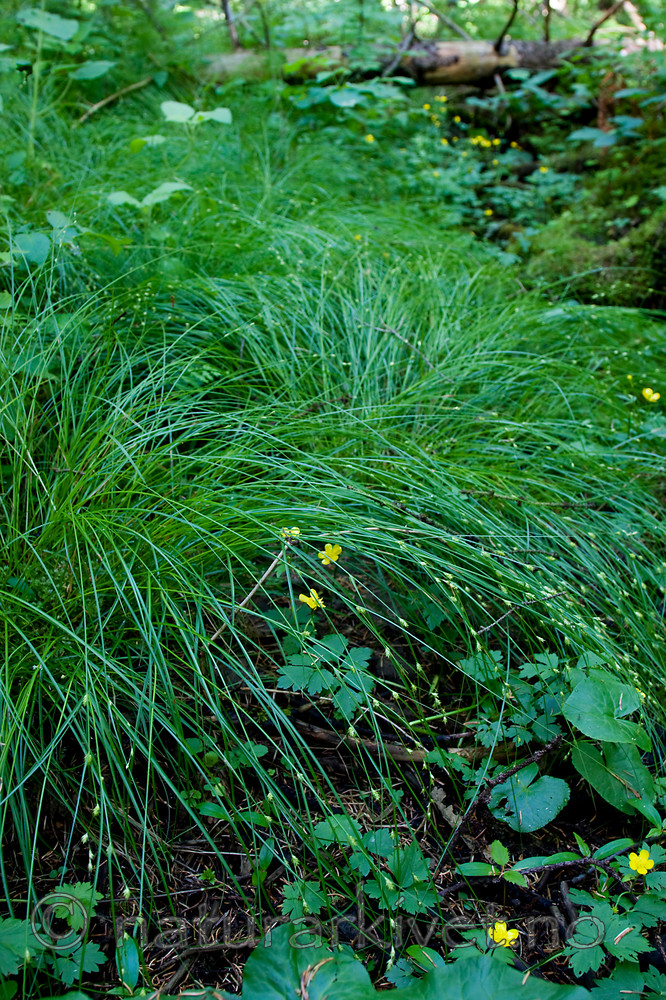 KA_08_1_1422 / Carex remota / Slakkstarr