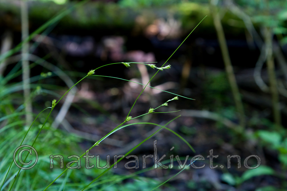 KA_08_1_1425 / Carex remota / Slakkstarr