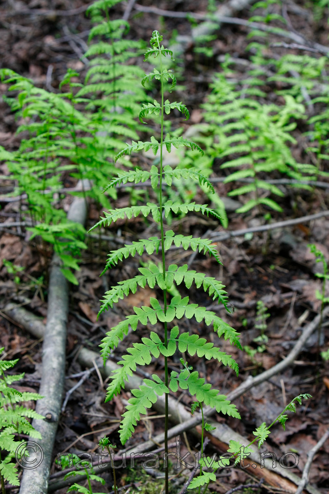 KA_08_1_1454 / Thelypteris palustris / Myrtelg