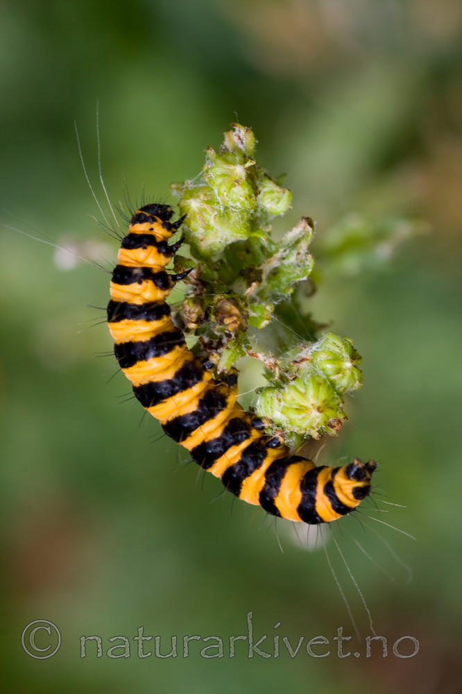 KA_08_1_1484 / Tyria jacobaeae / Karminspinner