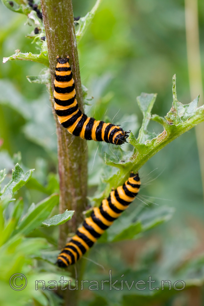 KA_08_1_1486 / Tyria jacobaeae / Karminspinner