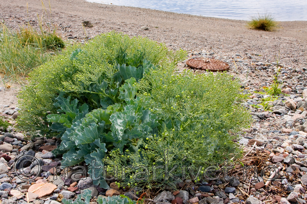 KA_08_1_1502 / Crambe maritima / Strandkål