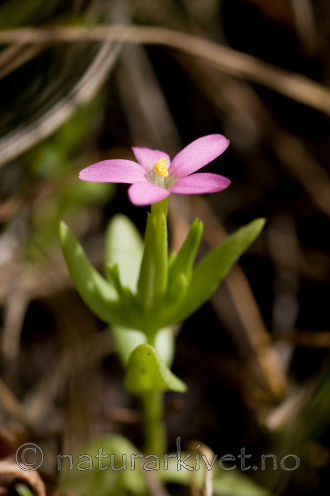 KA_08_1_1506 / Centaurium pulchellum / Dverggylden