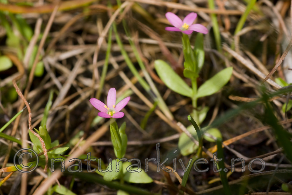 KA_08_1_1509 / Centaurium pulchellum / Dverggylden