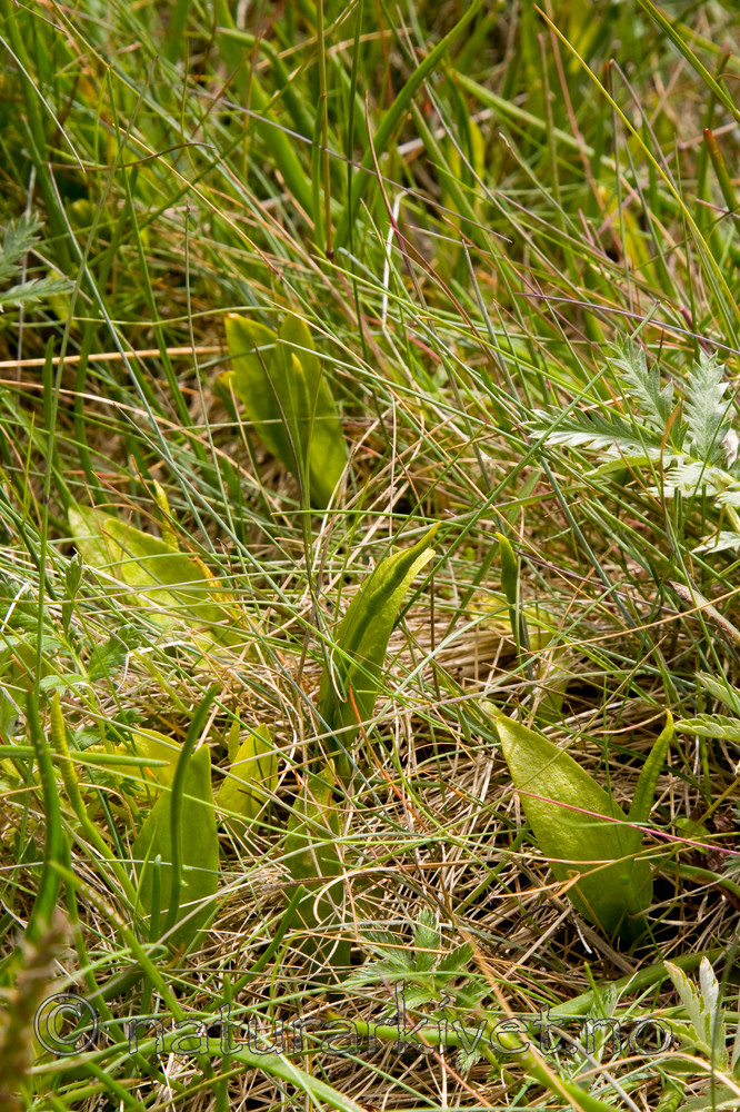 KA_08_1_1517 / Ophioglossum vulgatum / Ormetunge