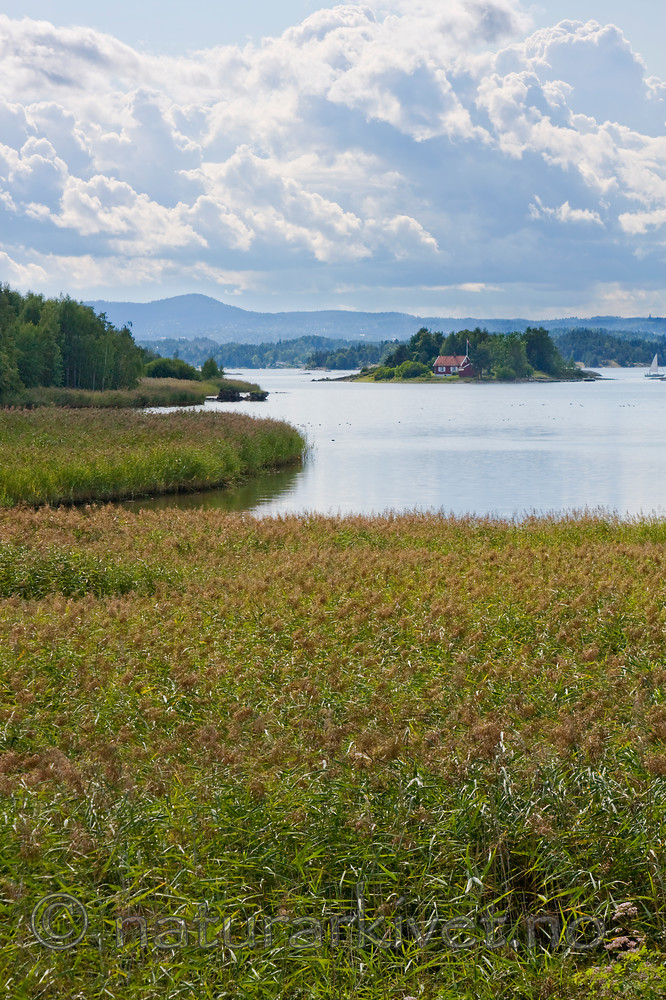 KA_08_1_1782 / Phragmites australis / Takrør
