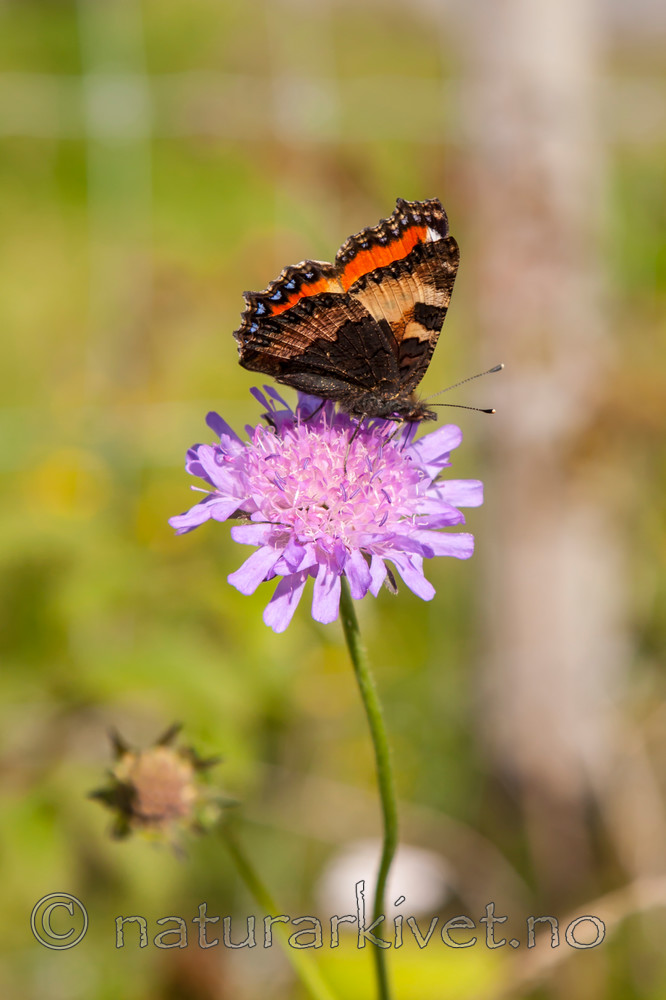 KA_08_1_1924 / Aglais urticae / Neslesommerfugl <br /> Knautia arvensis / Rødknapp
