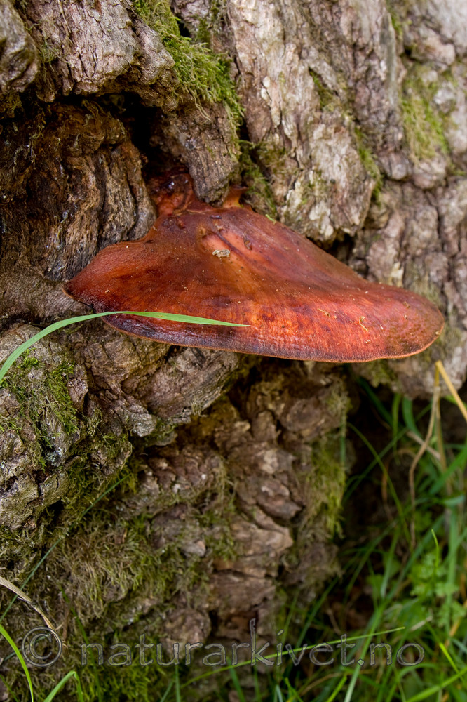 KA_08_1_1933 / Fistulina hepatica / Oksetungesopp